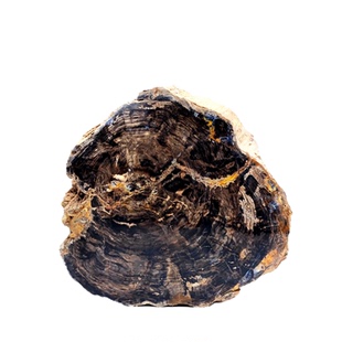 白垩纪天然树化玉原石玉化树木化石硅化木化石科普教学标本摆件