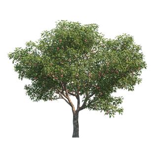 山楂树活苗盆栽野山里红树苗大苗水果树果苗南北方种植耐寒红果树