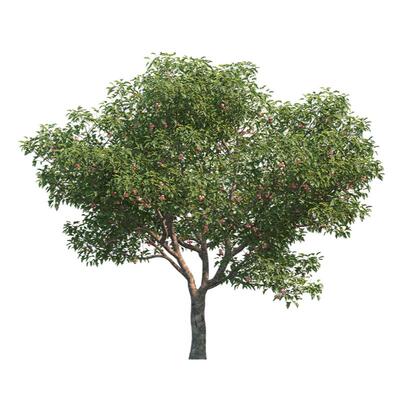 山楂树活苗南北方种植耐寒红果树
