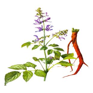 丹参种植苗中药材丹参苗血参苗紫花丹参幼苗四季种植盆栽地栽药材