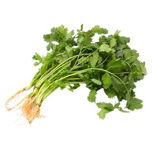 香菜种子四季播耐寒老品种抗热大叶易种阳台庭院种植农家绿色