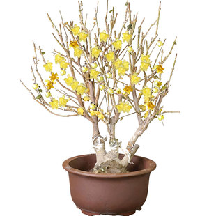 适合冬天养的花种的花耐寒耐冻盆栽浓香室外开花室内四季开花植物