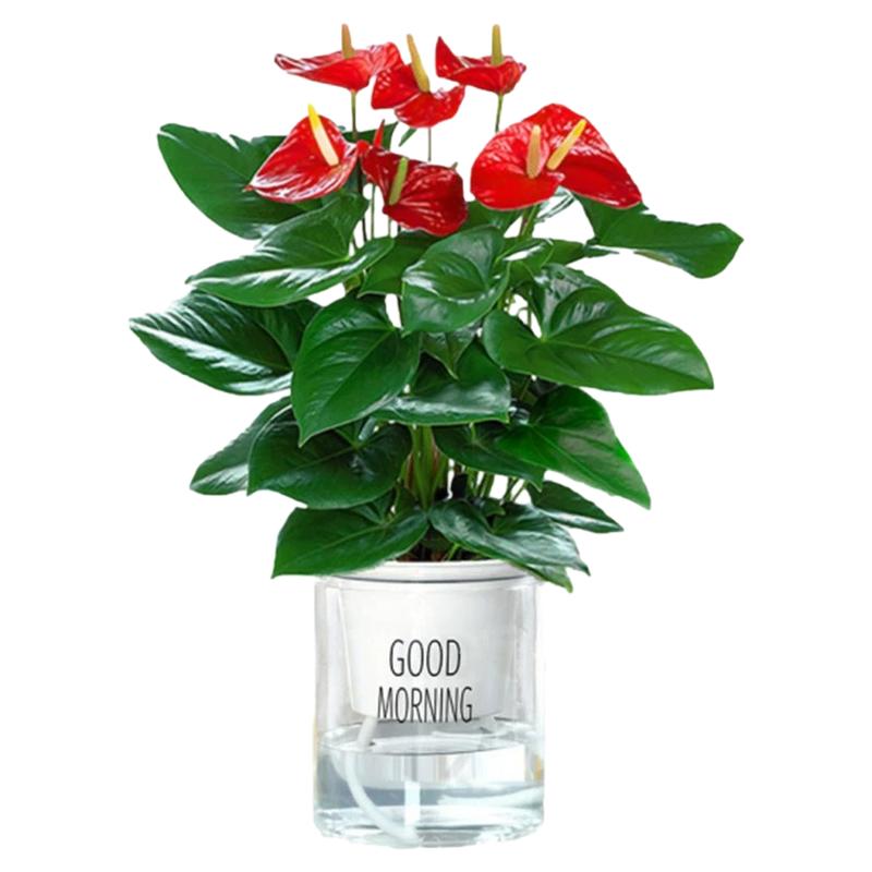 红掌盆栽鸿运当头绿萝花卉植物室内花水培白掌绿植发财树净化空气