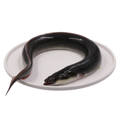 五年老店乌耳鳗河鳗淡水鳗鱼整条