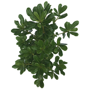 四季常青芳香气味庭院绿篱植物海桐篱笆围墙七里香驱蚊虫绿化海桐