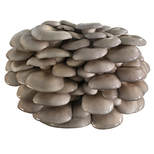 白平菇蘑菇菌棒食用菌阳台菌包盆栽家庭儿童学校蘑菇四季种植菌包