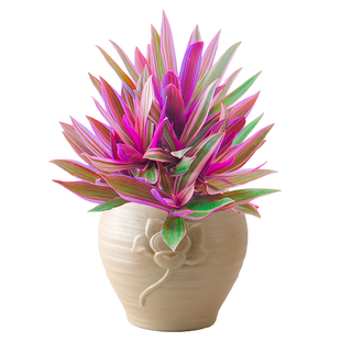 观叶绿植紫露兰盆栽室内植物花卉油画吊兰净化空气四季常青紫路兰