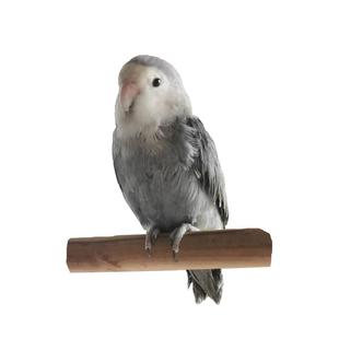 限量手养牡丹鹦鹉活鸟雏鸟高纯紫罗兰幼小鸟会说话宠物亲人好喂养