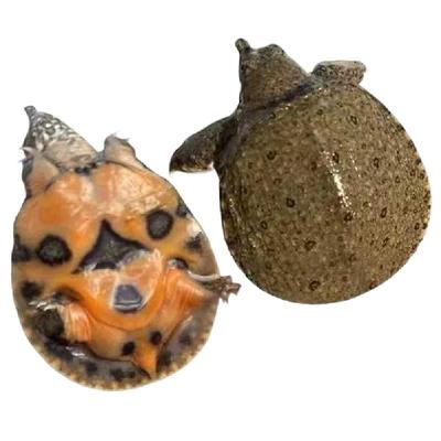 超好养小甲鱼苗开启懒人养殖模式