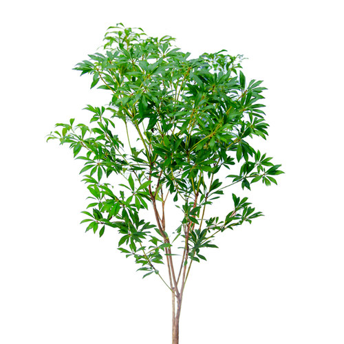 马醉木日本进口水培植物鲜切枝条室内客厅水养绿植北欧风顺丰包邮