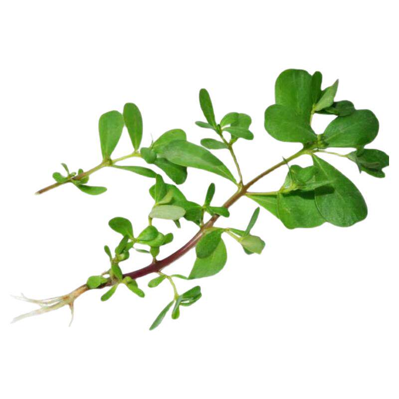 顺丰包邮新鲜马齿笕菜野菜长寿菜