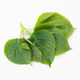 【千牛优福】新鲜苏子叶大片东北紫苏叶日本料理韩国烤肉包饭泡菜