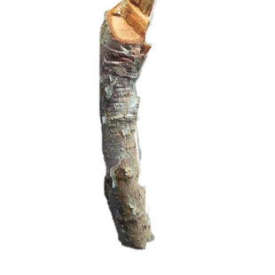 新鲜野生黑榄根乌榄根乌榄树根黑橄榄树根乌橄榄根老树龄煲汤泡酒