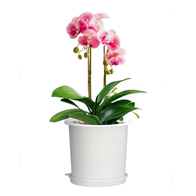 美莳双层蝴蝶兰专用花盆透气控根