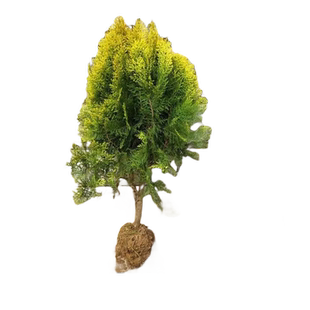 柏树树苗松柏塔柏侧柏龙柏扁柏坟地陵园风水熏肉庭院园林绿化工程