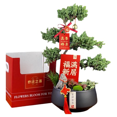 嘉嘉园艺盆景.高档绿植礼品