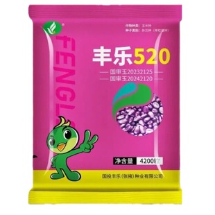 安徽丰乐种业丰乐520国审玉米种高产优质玉米种十大品牌玉米种