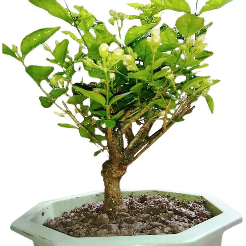 横县茉莉独杆棒棒糖造型一物一拍