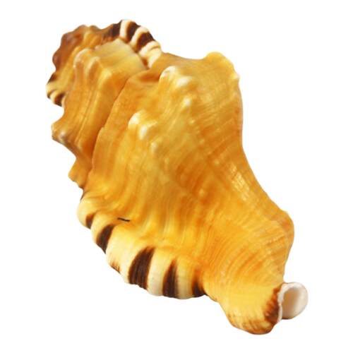 热卖天然海螺贝壳象鼻螺虎头螺标本螺收藏水族鱼缸家居装饰珊瑚