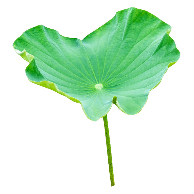 荷叶现摘荷叶新鲜现摘产地直发