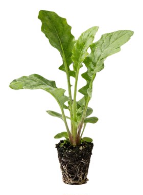 【科里内】非洲菊花苗5颗扶郎花小苗高杆重瓣大花四季开花鲜切花