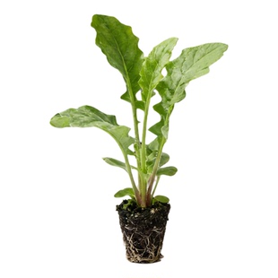 【科里内】非洲菊花苗5颗扶郎花小苗高杆重瓣大花四季开花鲜切花