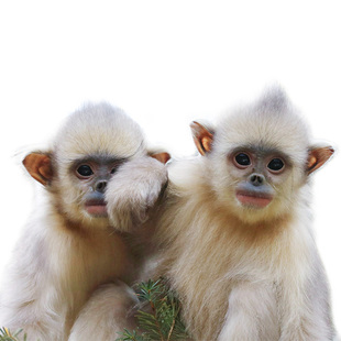 滇金丝猴的救兵 全境保护网络 爱心捐赠 公益 云南 野生动物