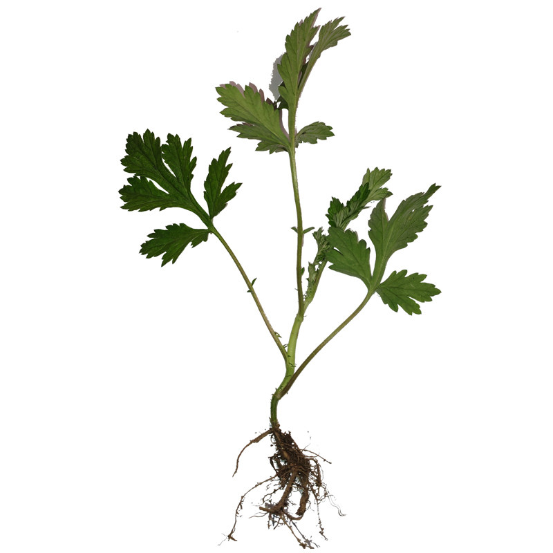 新鲜食用艾草叶苗野菜青团糍粑粑清明果嫩艾叶艾蒿艾米果当天现挖