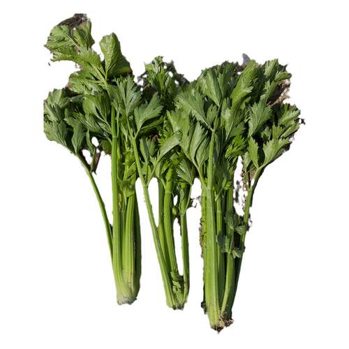 美国文图拉西芹种子高产芹菜种籽 西芹菜籽种 春秋季播蔬菜苗秧