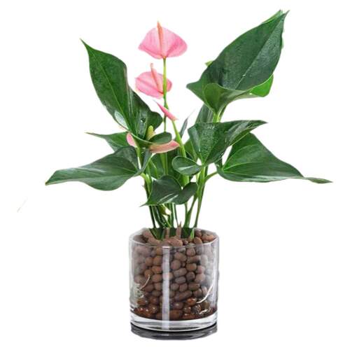 粉掌白掌盆栽植物室内花卉好养水培一帆风顺红掌水养四季常青绿植