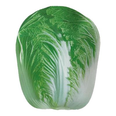 白菜苗甘蓝苗花菜秋冬蔬菜苗