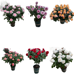 灌木月季大全果汁阳台盆栽红果汁月季特大花粉龙沙宝石室内四季开