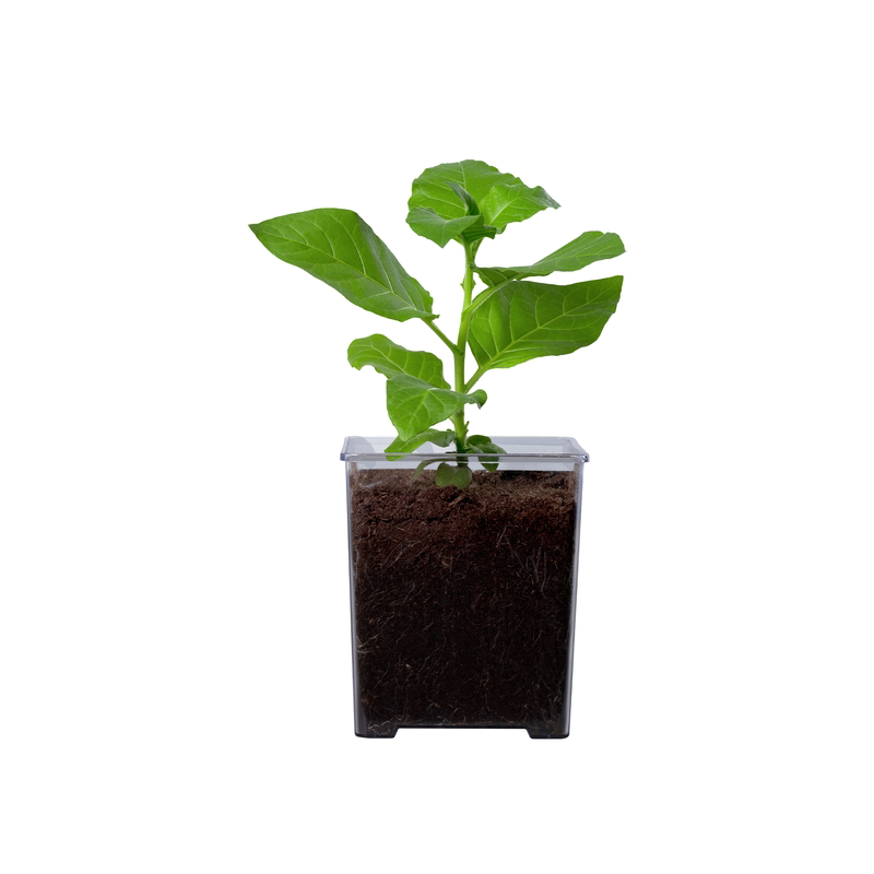 造光纪生物合成自发光植物盆栽室内绿植夜光桌面装饰摆件