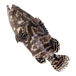 1.5-2斤1条可选北京闪送 鲜活龙胆石斑鱼 生猛海鲜老虎斑 可收拾