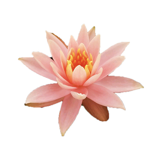 科罗拉多睡莲水培植物橘粉色芳香四季种植盆栽室内花苗带花苞开花