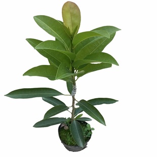 越南人心果苗嫁接人心果树苗大果吴凤柿四季开花结果叶子常绿杯苗