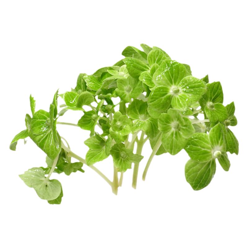 绿绣球新鲜装摆盘饰烘焙花草点缀