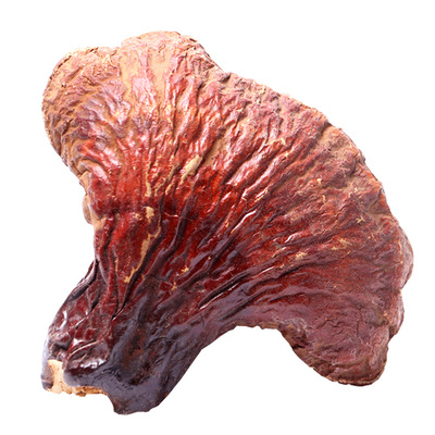 长白山野生灵芝正品紫灵芝