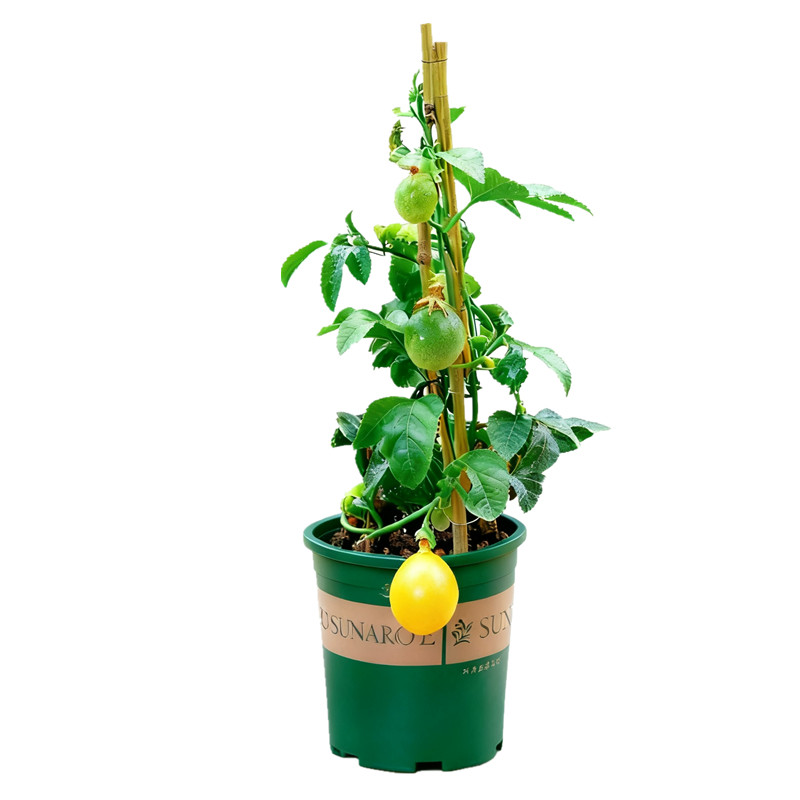 黄金百香果盆栽树苗果苗阳台室外庭院种植大苗鸡蛋果植物花卉绿植