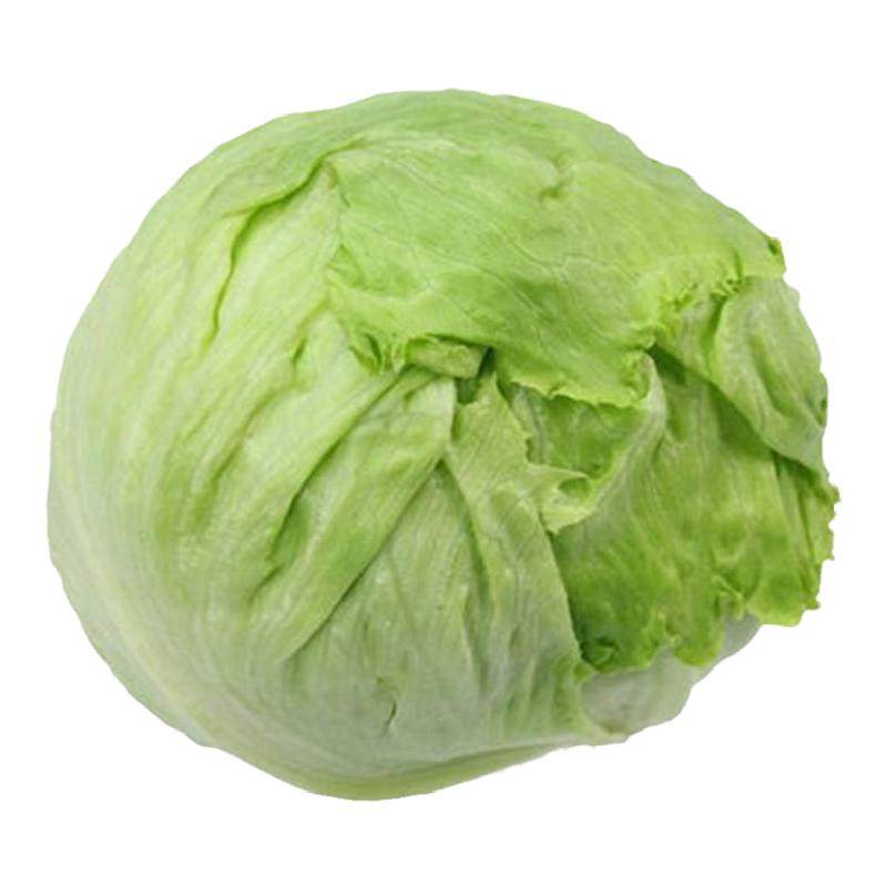 新鲜球生菜山东蔬菜西生菜