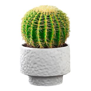 金虎金琥仙人球仙人掌科多肉植物组合小盆栽绿植办公客厅桌面好养