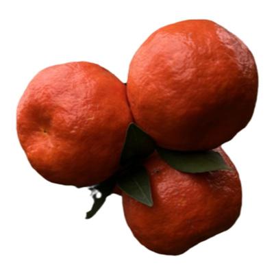 万州古红桔新鲜四川红橘老树柑子