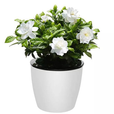 芳香多年生木本栀子花