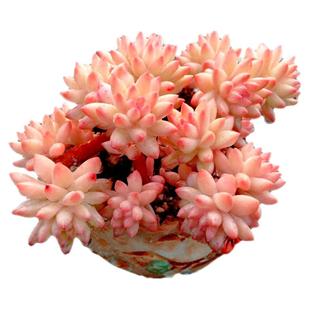 【一物一拍】树冰群生小桩子果冻色多肉植物办公室阳台小盆栽绿植