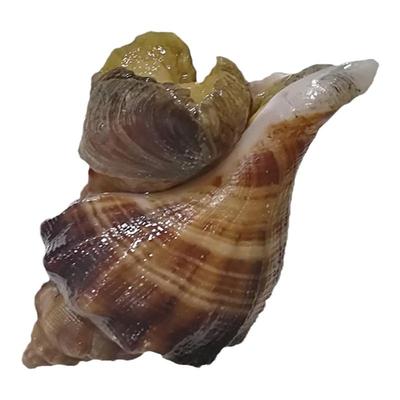 大连海鲜特产网红贝类鲜活花螺响螺深海田螺新鲜小号海螺