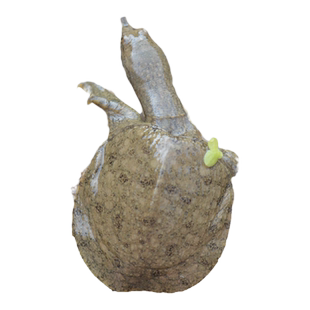 甲鱼活鱼苗外塘养殖中华鳖鱼乌龟王八团鱼水鱼苗龙鱼饲料小甲鱼苗