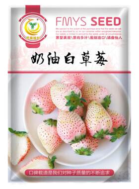 草莓草莓苗凤鸣雅世四季