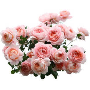 真品月季瑞典女王大花园阳台盆栽绿植地栽花卉多季开花灌木花苗