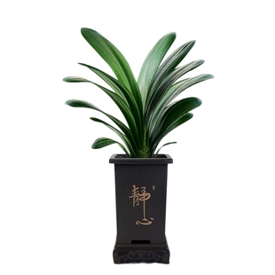 爱优尚君子兰盆栽室内庭院花卉四季好养精品名贵植物君子兰国宝级