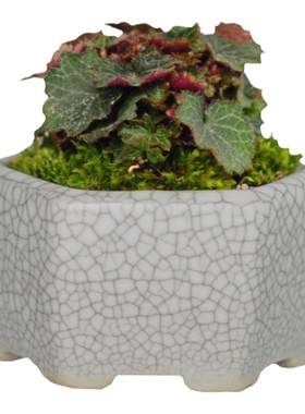迷你绿植盆栽日本山野草